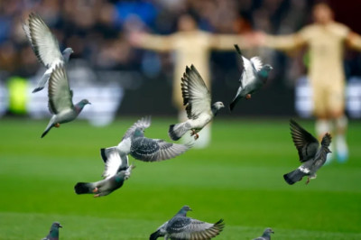 Unik! Seekor Merapti Bantu Kemenangan FSV Mainz 05 Atas Werder Bremen